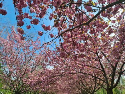 Kirschblütenbäume in der TV-Asahi-Kirschblütenallee in Teltow.